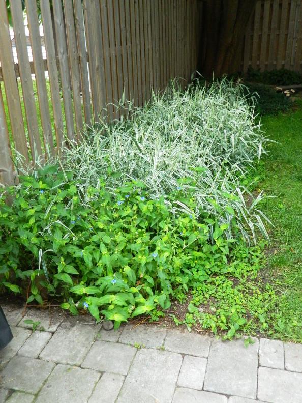 Image 3 of a cleanup yard